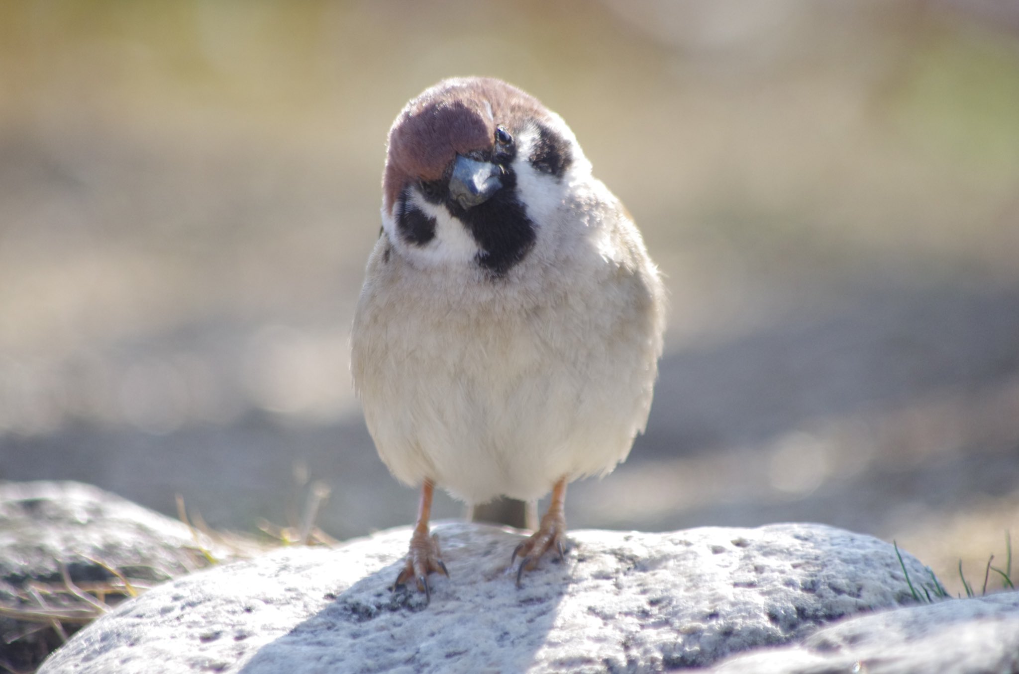 中野さとる A Twitter スズメはこの黒い物体が何かを完全に理解してると思う 雀 スズメ すずめ Sparrow 鳥 小鳥 野鳥 Bird 中野さとる A Twitter スズメはこの黒い物体が何かを完全に理解してると思う 雀 スズメ すずめ Sparrow 鳥 小鳥 野鳥 Bird
