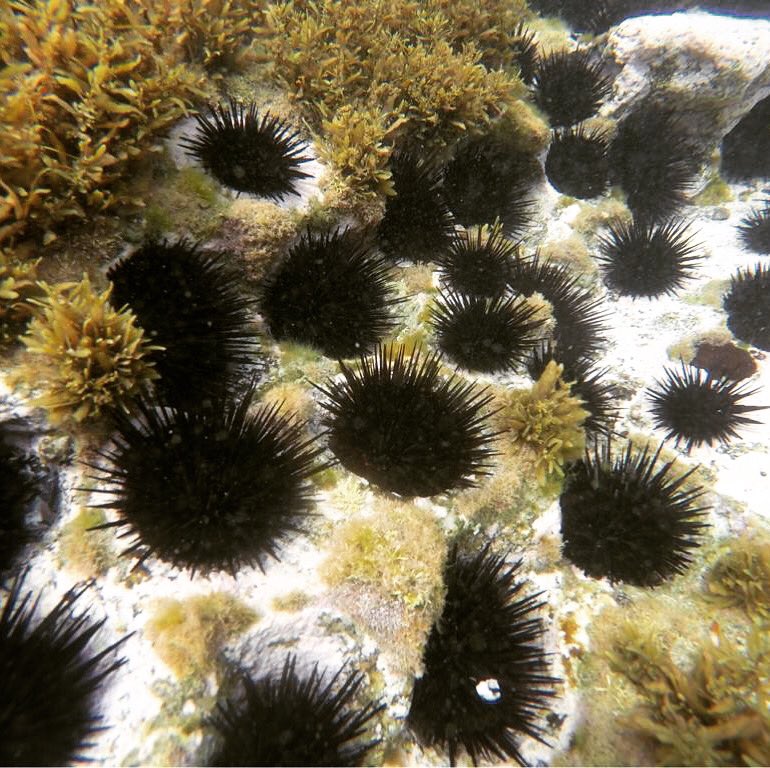 KINOSTOUR's tweet photo. Fond marin de oursins. Nous savons comment les éviter. #scubadiving #scubadiver #southpacific #southpacificislands #simplysurfers #nonstopsearching #gopro #secrettrips #secretspots #mercilvie https://t.co/iuh3OXp96P