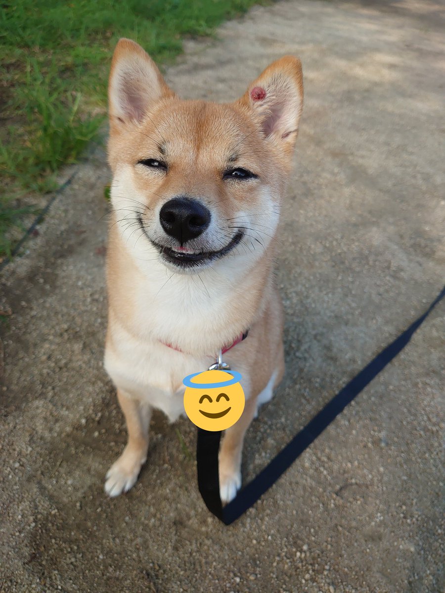 豆柴のきなこちゃん Kinachan M Twitter