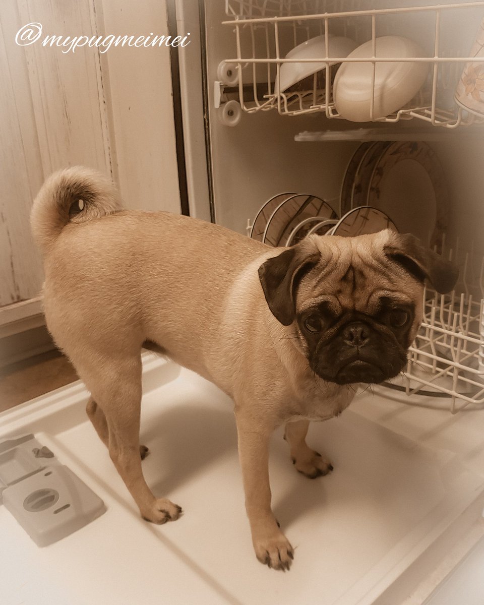 MyPugMeiMei tweet media