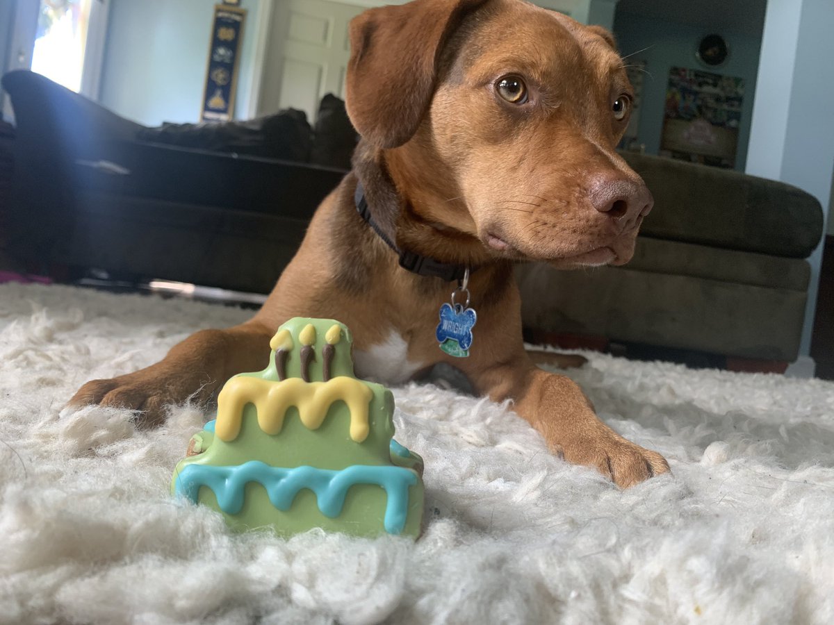 Katelyn_Rowe_'s tweet photo. My best boy Wright turned one today  🎉🎉 He waited to even look at his birthday treat until I told him he could eat it because he is very good https://t.co/qQ5ytw0sQh