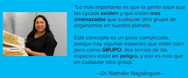 Cycads conocidos como "living fossils". Dr. Nathalie, es experta en #cycads de <a href="/calacademy/">California Academy of Sciences</a>. Le pregunte: ¿Qué piensa que es lo más importante que las personas sepan sobre los cycads?  Haga click para aprender más sober los cycads.
bit.ly/39IbdP5