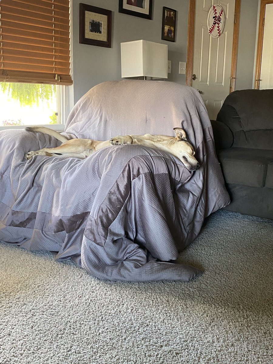 coachzarr's tweet photo. I’d say someone is tired after our morning walk. #dogslife #hischair https://t.co/SzSdSxsqIa