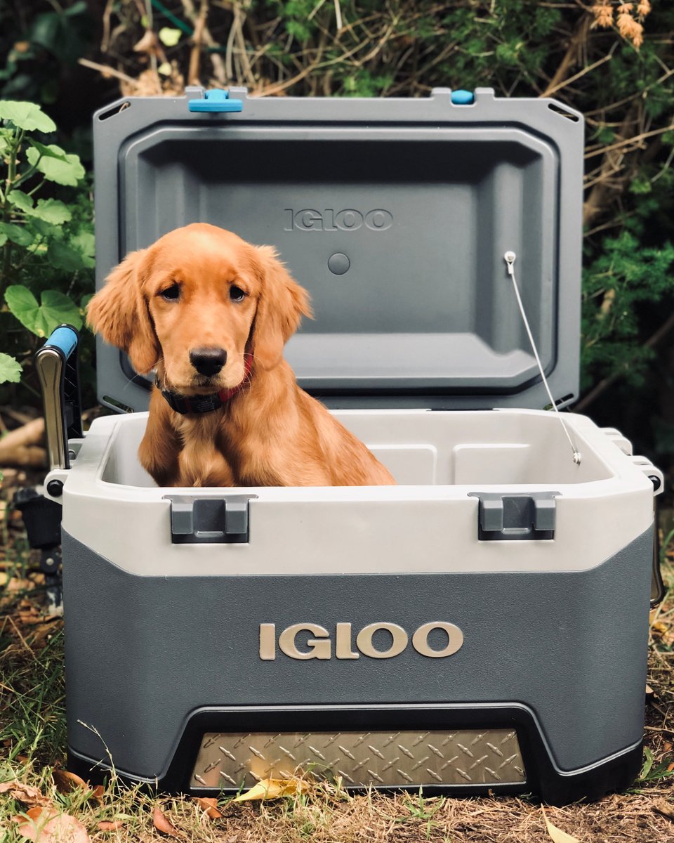 AfterpayUSA's tweet photo. Summers are for exploring the great outdoors and #SleepingOutside. 🏕 Check out the camping gear we #Afterpay’d and brought with us to Mendocino, CA. Be warned: there will be puppies. 🐶 🐾 https://t.co/u8g9SnSfCU