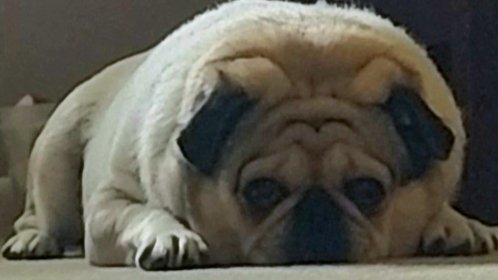 PugglesM's tweet photo. What's for dinner? https://t.co/GLGzHbDsPS