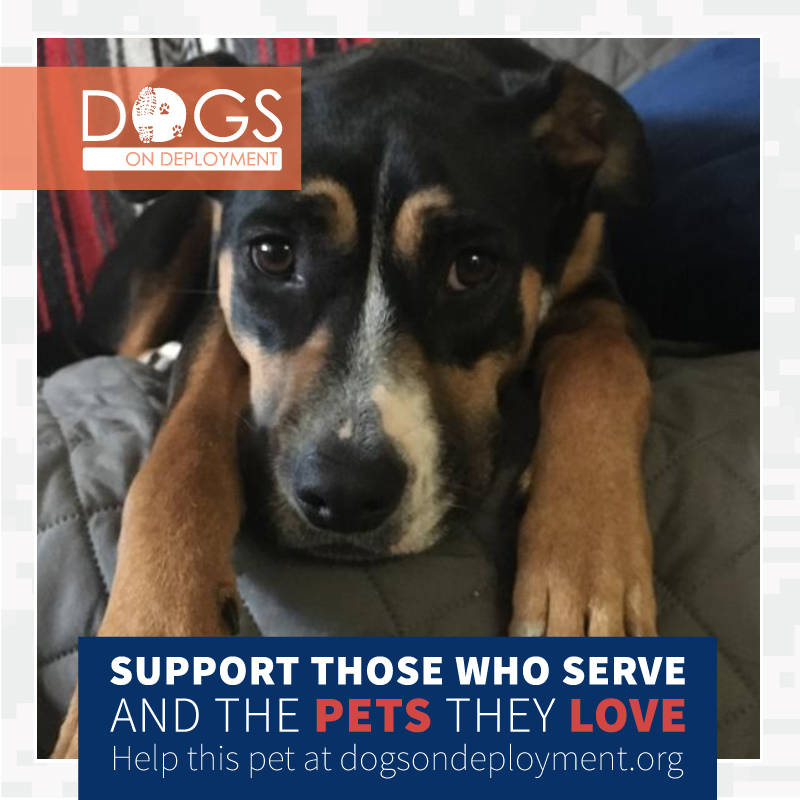 DogsonDeploymnt's tweet photo. Can you board Prim Rose from #Camarillo #CA? 8/14/20-8/28/20. 
#Navy Dad will be away training &amp; needs a #DoDBoarder. If you can help please register &amp; log on to https://t.co/hvf1Uqo63v.

#DogsonDeployment #DODMission #DoDPetInNeed #DoDFoster https://t.co/zQEY3xKHZa