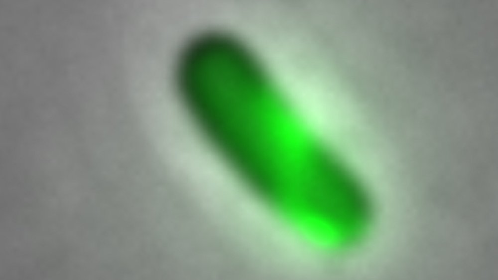 siryaporn_lab's tweet photo. Nature Microbiology Community: Histones partner up to kill bacteria. Tory's new work shows that when histones are paired with antimicrobial peptides, the combination is more effective at killing bacteria than traditional antibiotics. 
https://t.co/LL2nl0qcis https://t.co/wZSL98jsYX