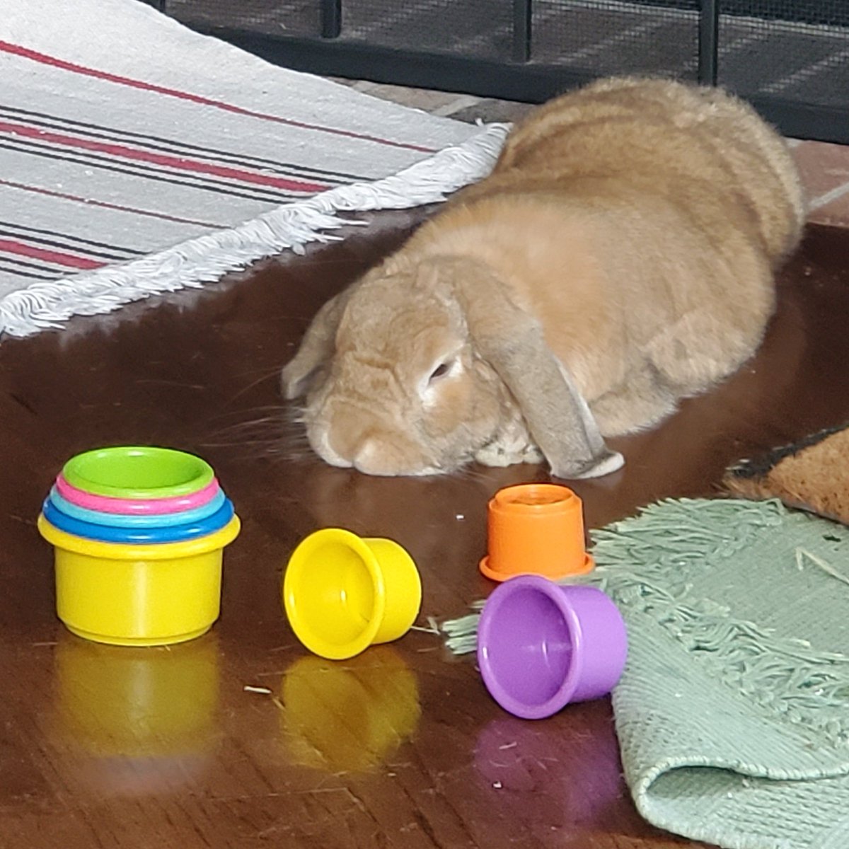 tinyshamrock_'s tweet photo. Too pooped to play... #stackingcups #tootired #toopoopedtoplay #tryagaintomorrow https://t.co/ejp92FMfFq