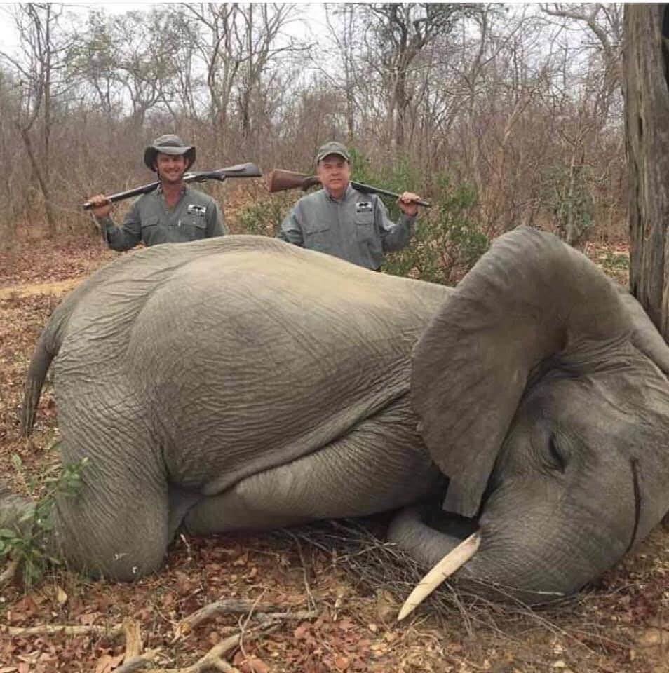 C’etait 1 tout jeune éléphant d'à peine quelques années il a replié ses jambes comme si c'était encore un chiot. Ils l'ont tué, heureux le chasseur de trophées est Mike Jines, de TopGen Energy. Rendons-les célèbres pour être des ordures de la terre partager au maximum merci .