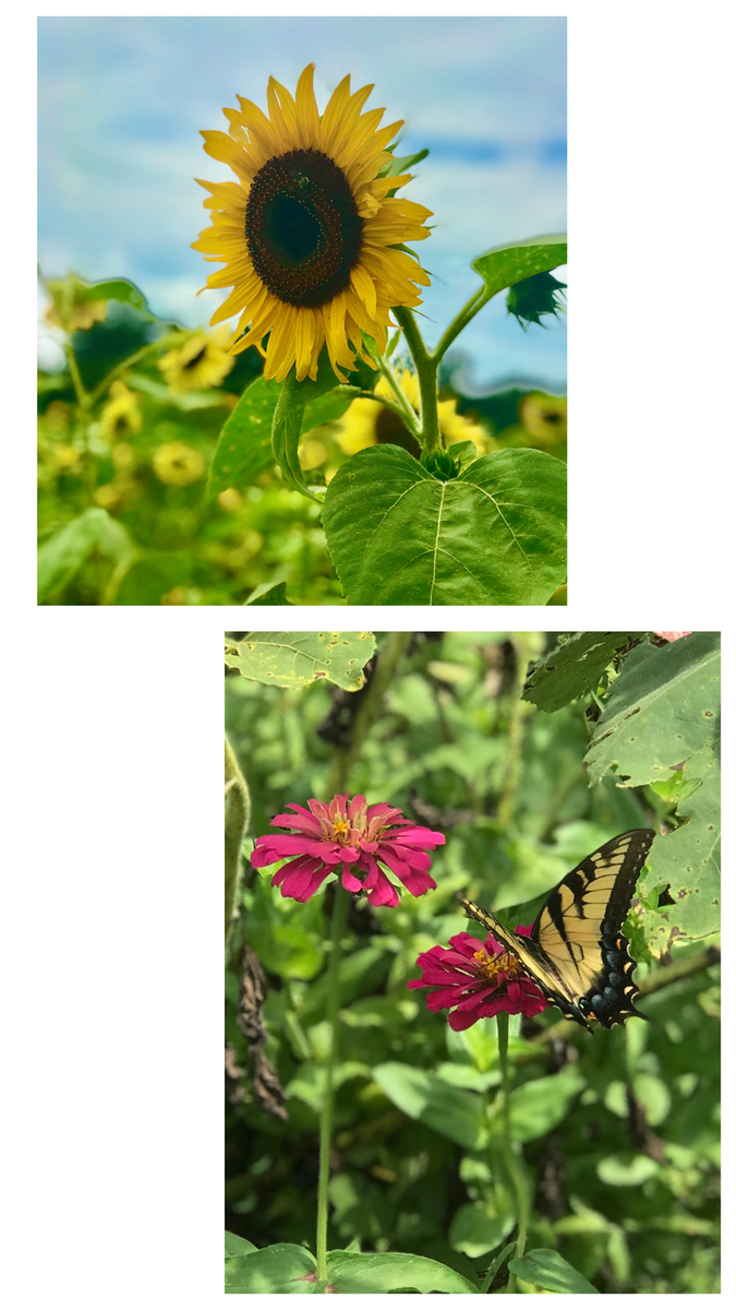 Samara Books tweet media