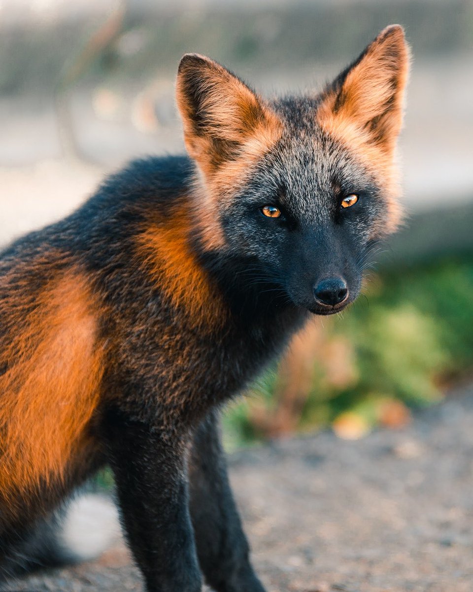 ApuntesCiencia's tweet photo. ¡#BuenosDías! El #zorro cruzado es una variante con #melanismo (exceso de pigmentación oscura) del zorro rojo (Vulpes vulpes) relativamente frecuente en #Canadá • https://t.co/PA9hMukXIl vía @sandropacheco71 #FotoCiencia Sam Gaby 🦊🐾