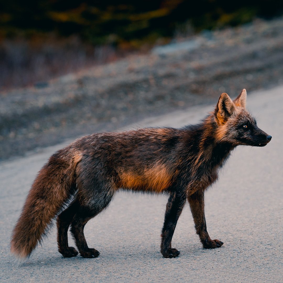 ApuntesCiencia's tweet photo. ¡#BuenosDías! El #zorro cruzado es una variante con #melanismo (exceso de pigmentación oscura) del zorro rojo (Vulpes vulpes) relativamente frecuente en #Canadá • https://t.co/PA9hMukXIl vía @sandropacheco71 #FotoCiencia Sam Gaby 🦊🐾
