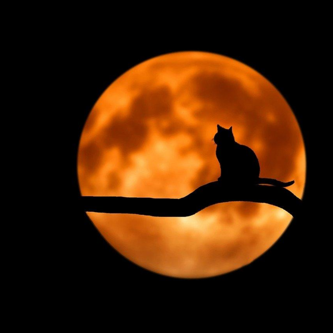 artitagency's tweet photo. The purpose of our lives is to be happy
#life #quotes #nature #cat #sun #love #beauty #dream #sri_jon https://t.co/DHom3h2xAS