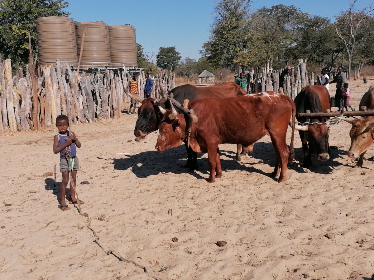 This brave young man is Tjinoya from Murere Village in Tondoro Constituency of the Kavango West Region. The oxen obeyed him while his family loaded the water they came to fetch.

I think this picture takes many of us down on a memory lane of our rural childhood 😊🙏