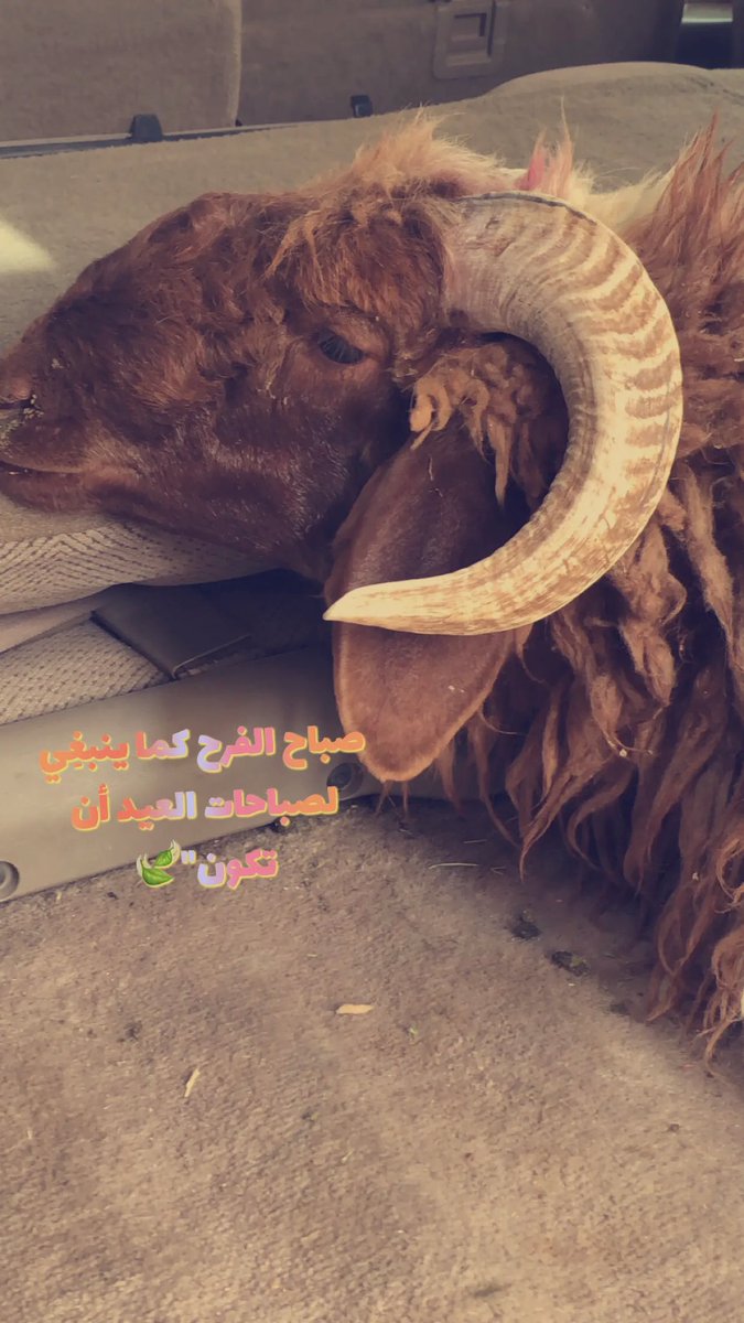 qendellah's tweet photo. #عايد_الحب_بتغريده صباحات الفرح كماينبغي لصباحات العيد ان تكون https://t.co/iyExC6vlgK