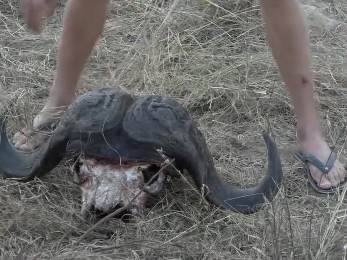 Safarilover79's tweet photo. David showing us the remains of the nkuhuma buffalo kill #wildearth #safarilive https://t.co/PpQBW5tiez