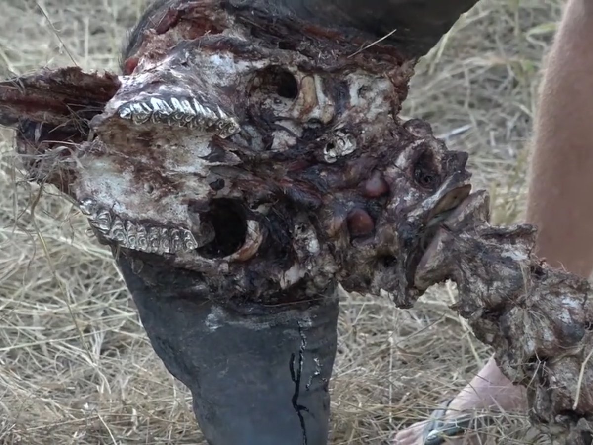 Safarilover79's tweet photo. David showing us the remains of the nkuhuma buffalo kill #wildearth #safarilive https://t.co/PpQBW5tiez