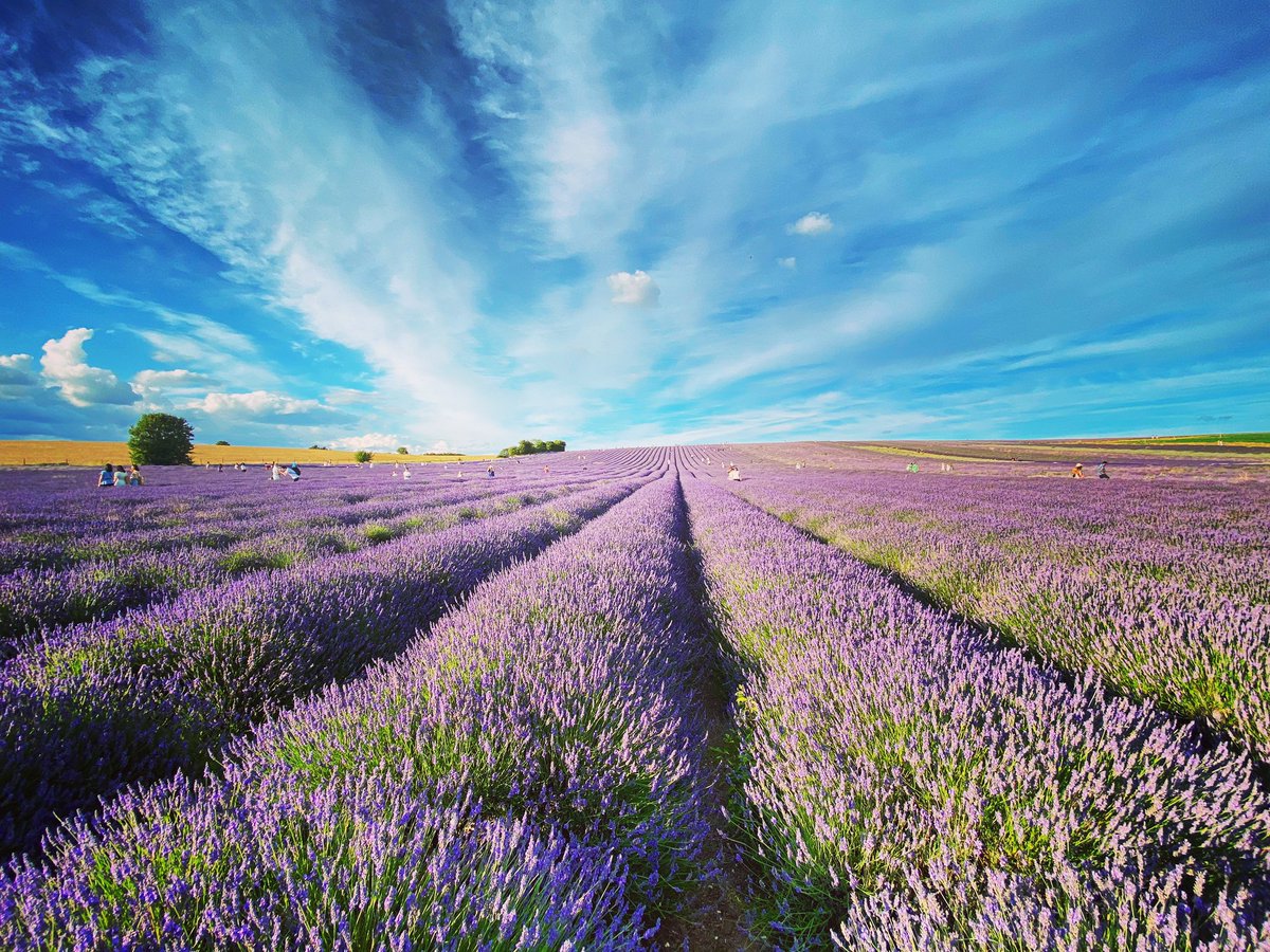 travelbarts's tweet photo. Beautiful day @HitchinLavender fields today ☀️ 
#lavenderfields #hitchinlavenderfields #greatdaytripfromlondon https://t.co/JdcMEB592I