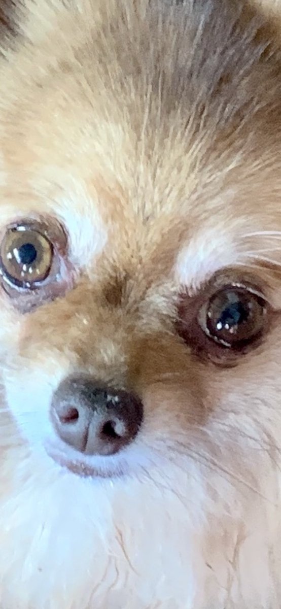 Amyloid007's tweet photo. @DCSAgov  Subject in dekayed security clearance cleaning out his family’s apartment, 3 reported missing after rumored abuse reports, finance transfers of missing moms land ties to lover, dog cruelty, termination at Chevy in run away with insurance. , https://t.co/9kZC2RMHW3