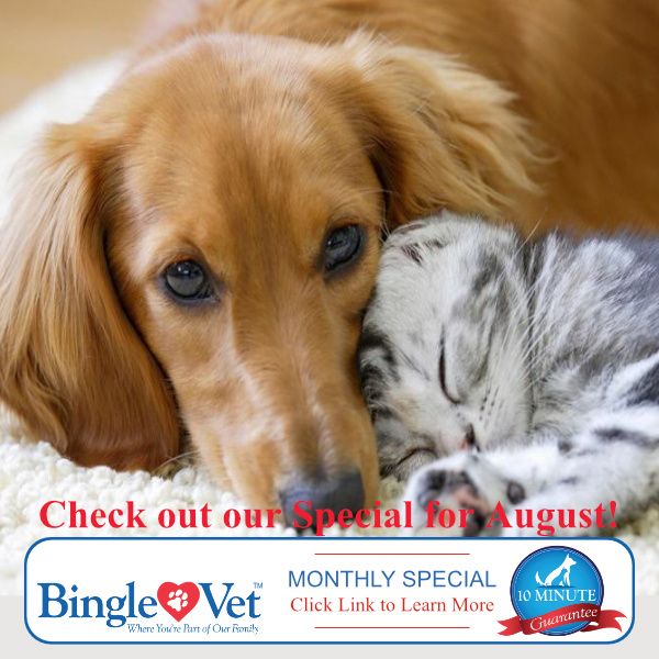 BingleVet's tweet photo. Monthly Pet Special. Save TODAY. #PetSpecials #DogCareSpecial
https://t.co/6gKSiI1MMK https://t.co/sVy3CKUOoT