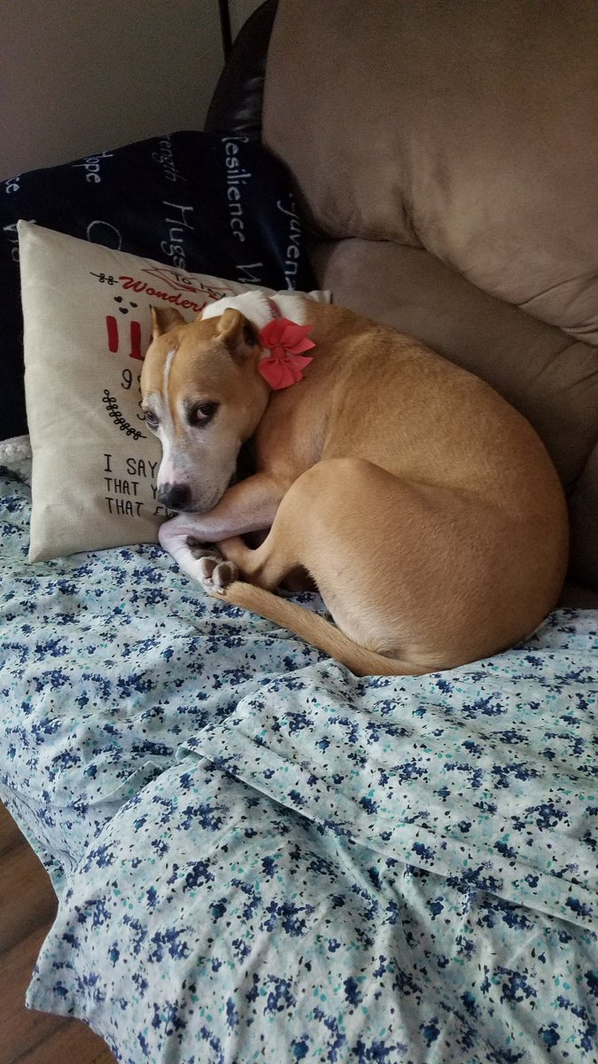 RazzPitazz's tweet photo. For just 10 cents a day you can ensure this sad looking pup remains spoiled
#dogsoftwitter #spoiled #Doge2020 #doglovers #DogLover https://t.co/9IaCXyBRC1