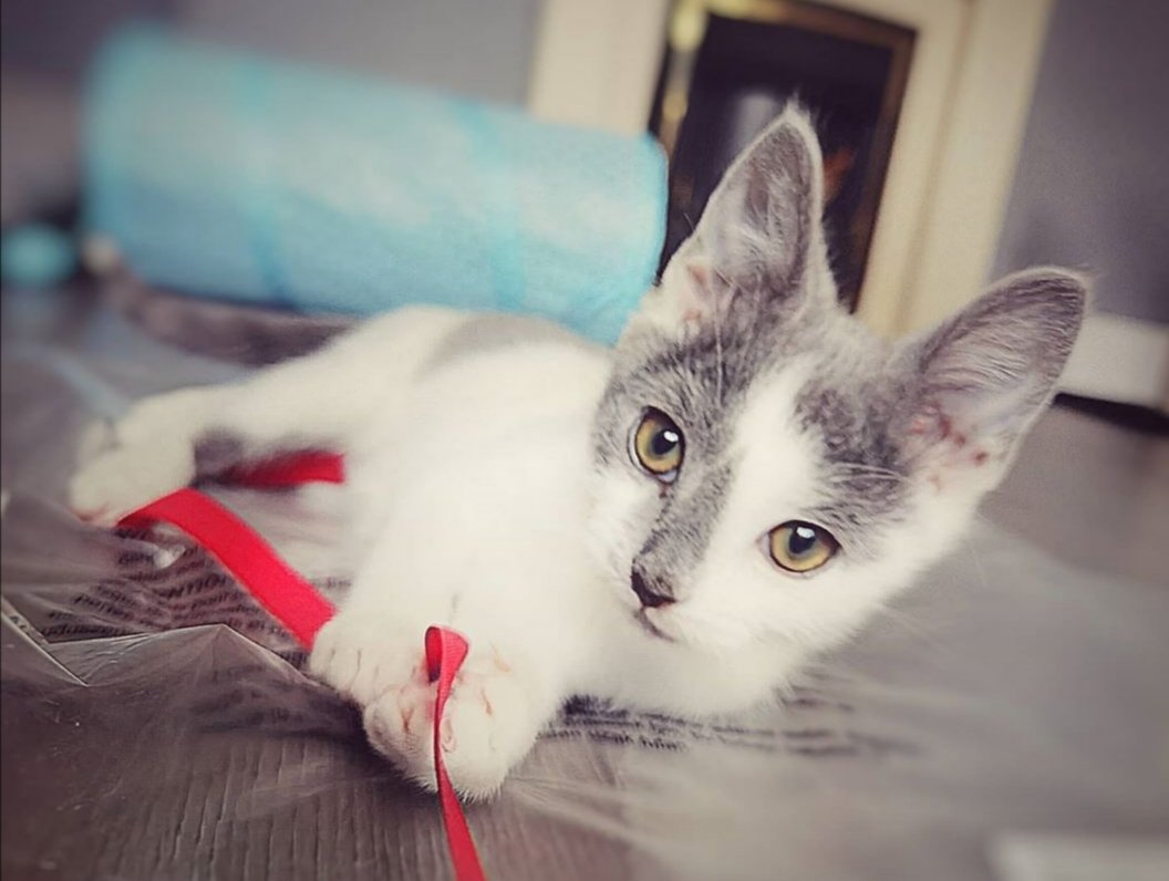 Mrskhardman's tweet photo. He's so beautiful #cloudthecat #cute https://t.co/HiZkl9L7OX