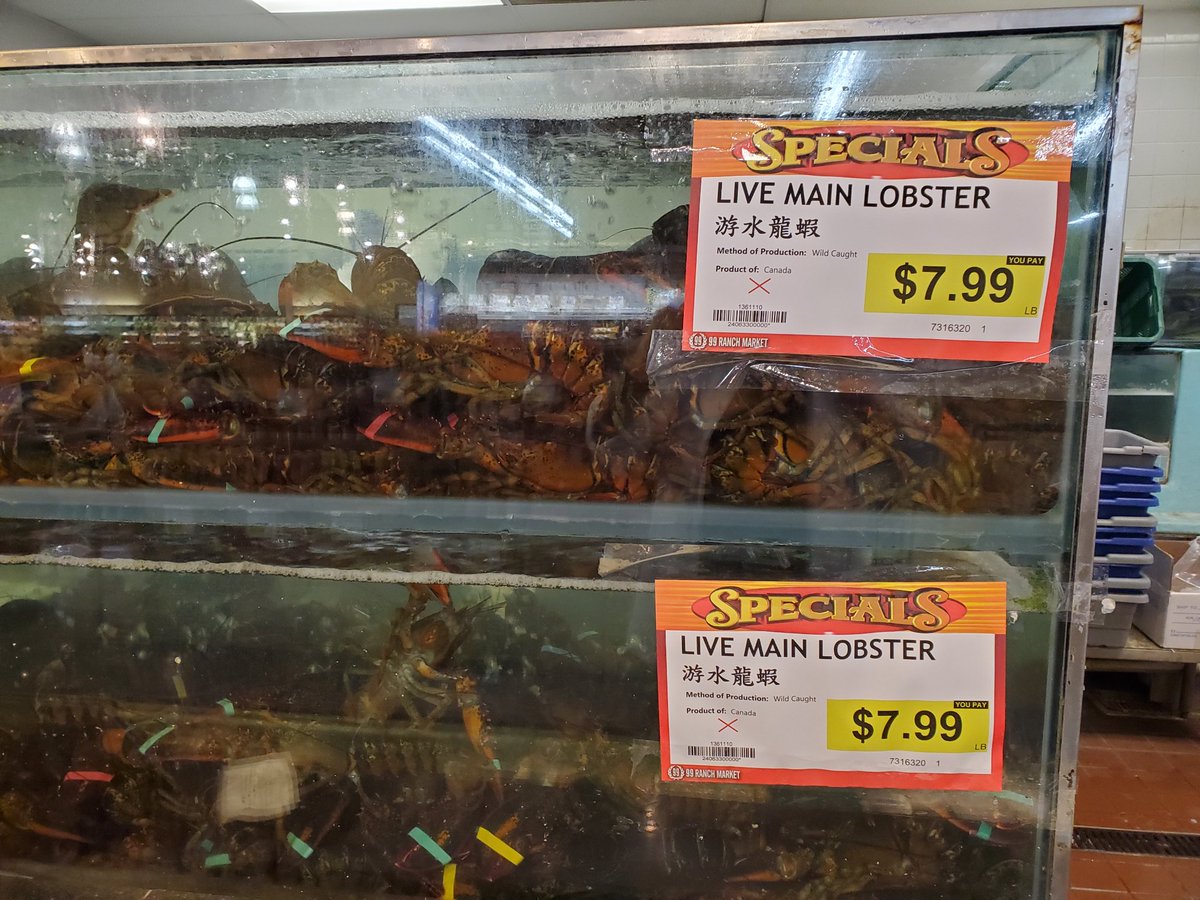 jockoconnell's tweet image. Live "Main" lobster $7.98/pound from my fish monger in Sacramento. At this price, who am I to quibble about spelling?