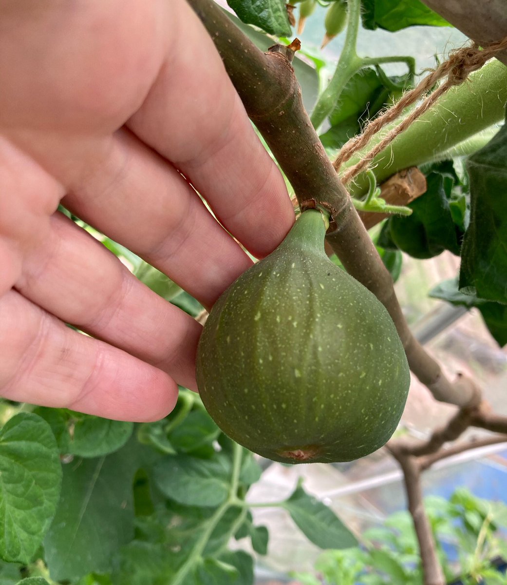 janet_t_55's tweet photo. ...more figs!
#AllotmentLfe #greenhouse #FigWatch https://t.co/HMLZvLR5Rj