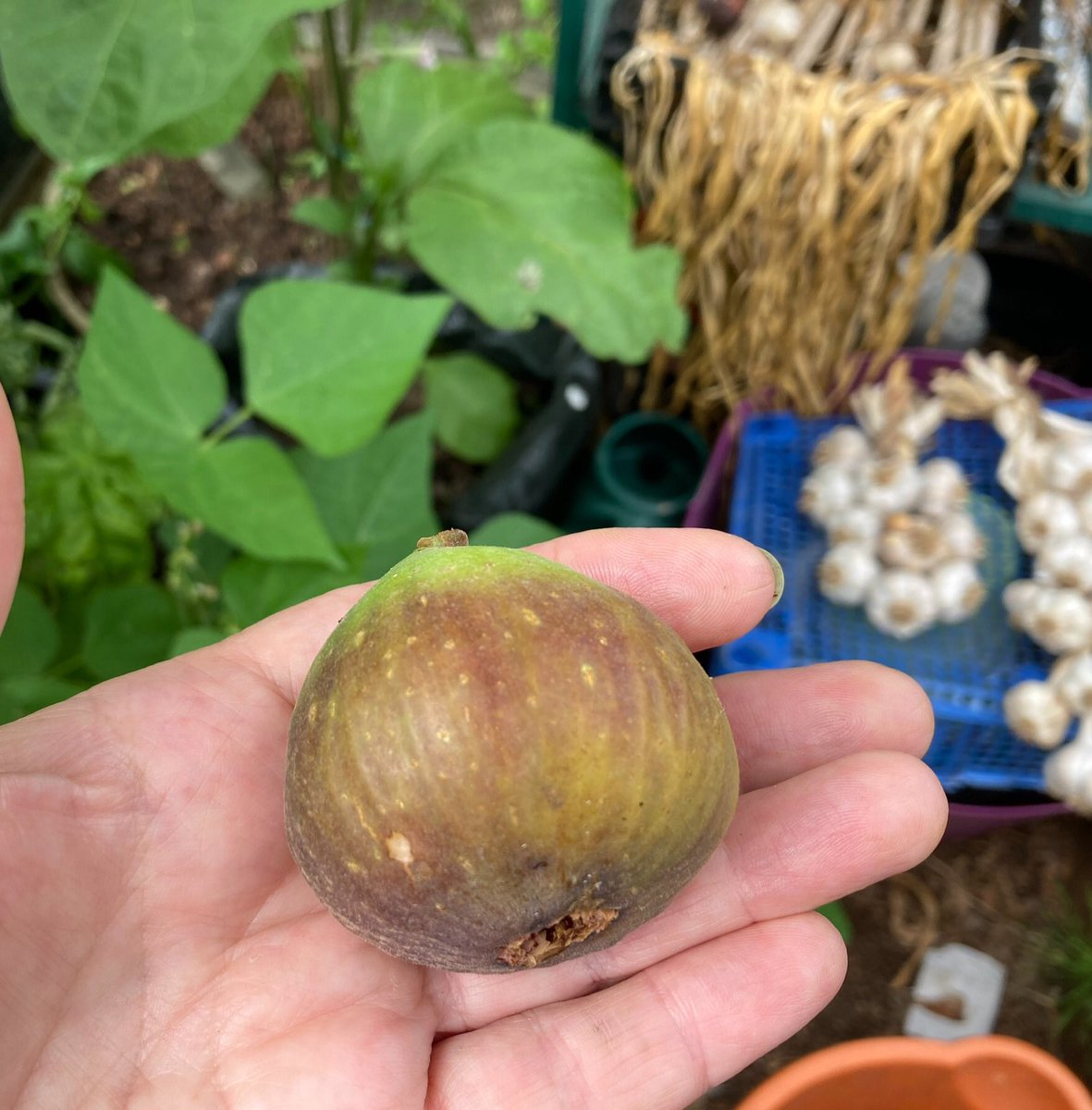 janet_t_55's tweet photo. ...more figs!
#AllotmentLfe #greenhouse #FigWatch https://t.co/HMLZvLR5Rj