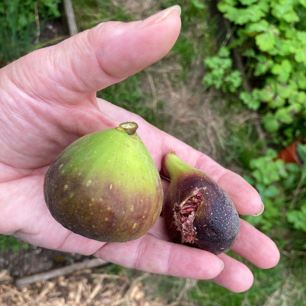 janet_t_55's tweet photo. ...more figs!
#AllotmentLfe #greenhouse #FigWatch https://t.co/HMLZvLR5Rj