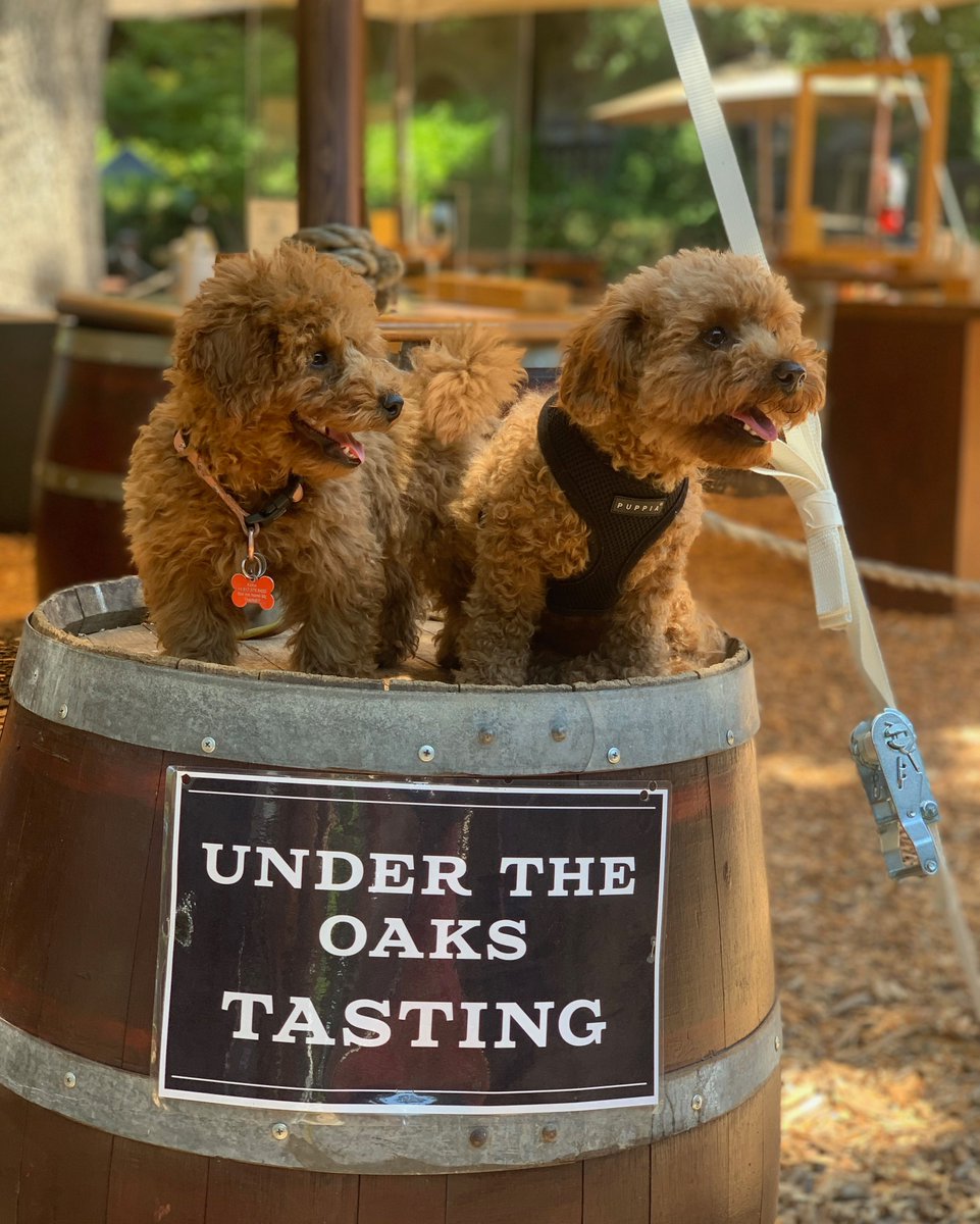 Keko and Chicken enjoying the dog days of summer under the oaks at V. Sattui Winery! 🍷🐶☀ 
#winedogs #wineanddogs #vsattuiwinery #vsattui #vsattuiwine #dogfriendly #napavalley #visitvsattui