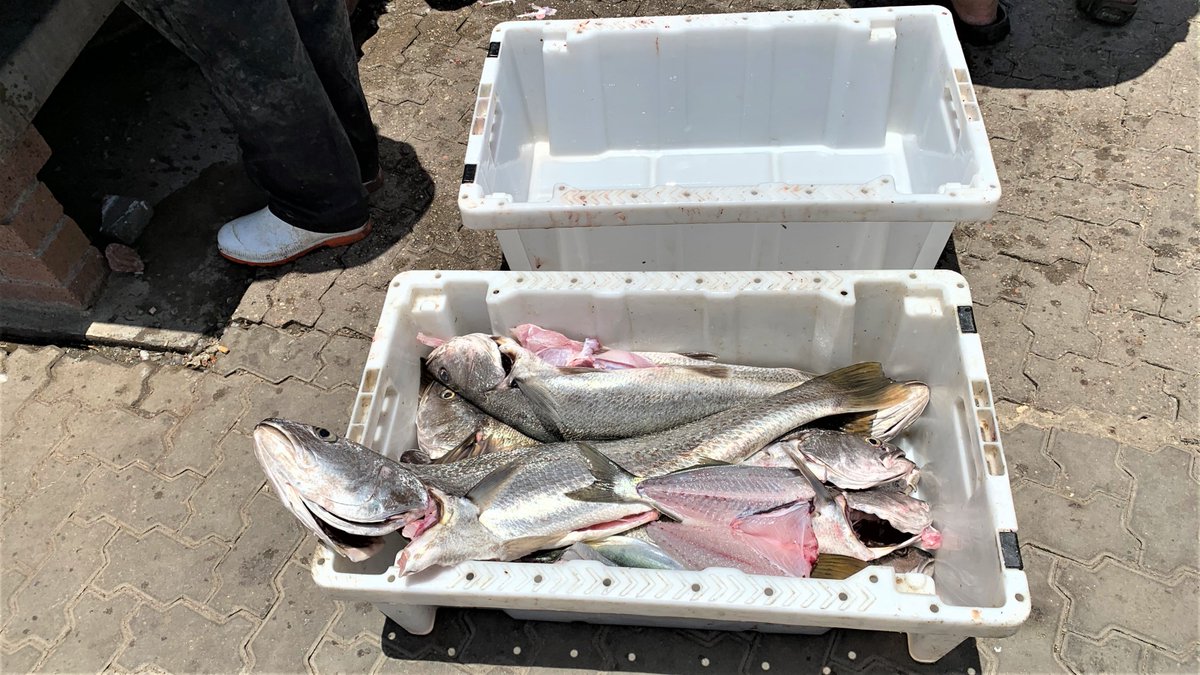 elenatravelnam's tweet photo. Swakopmund fish cleaning
#Dronesberg #SwakopmundFish #Africa #DroneNamibia #NamibwebCom #ExploringNamibiaTV #WestCoastNamibia #Dorob #YouTubeVideoNamibia #BlogNamibia #FishermenNamibia https://t.co/vaE5YLhFxq