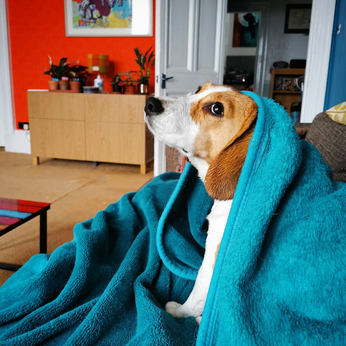 RioOfGlasgow's tweet photo. I'm ready for my closeup! π½οΈπ¬
.
#beagle #beaglepuppy #beaglesofglasgow #houndsofglasgow #hounddog #dogsofglasgow #RescueDog #snoozles #familypack #monsterpups #LockdownPups #RescueDog #rescuedogsofinstagram #instadogs #blanket #sofa #drama https://t.co/VVVDkGHu6L