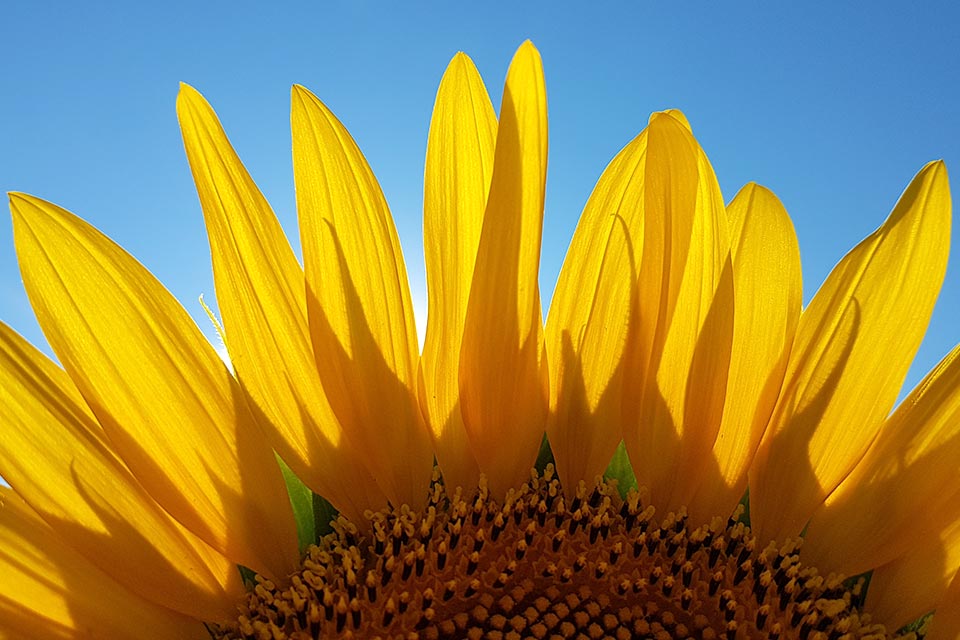 WPAdventure's tweet photo. We are fortunate to live in southern France and at this time of year sunflowers are it and there are so many ways to photograph them.
#worldphotoadventure #photoworkshops #wpastar #france #southoffrance #audetourisme #sunshine #sunflowers #sunset #miniphotoprojects #phototips https://t.co/BMW3cz0Yc2