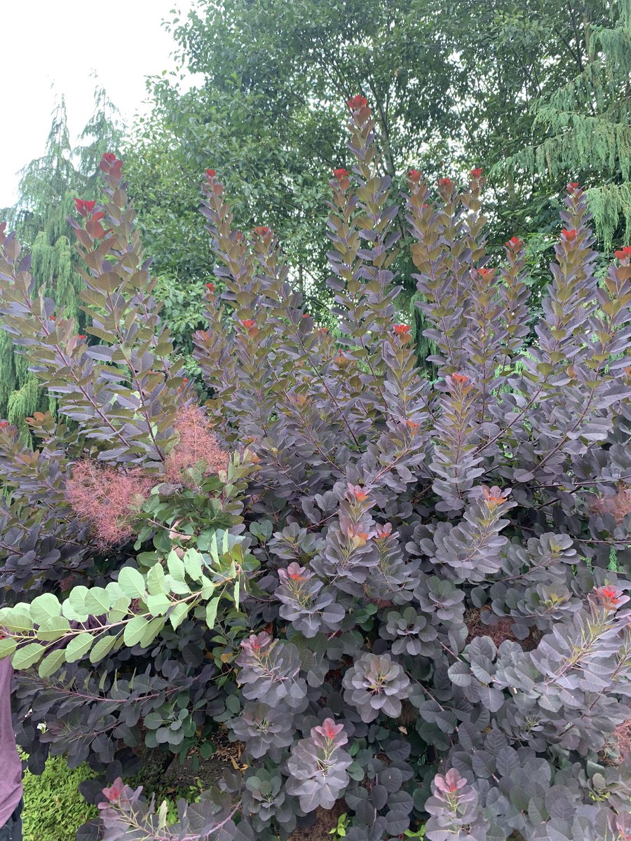 taylor_lenton's tweet photo. can anybody tell me what plant this is my sweet mother wants one in her backyard https://t.co/dOMCYNl0uT