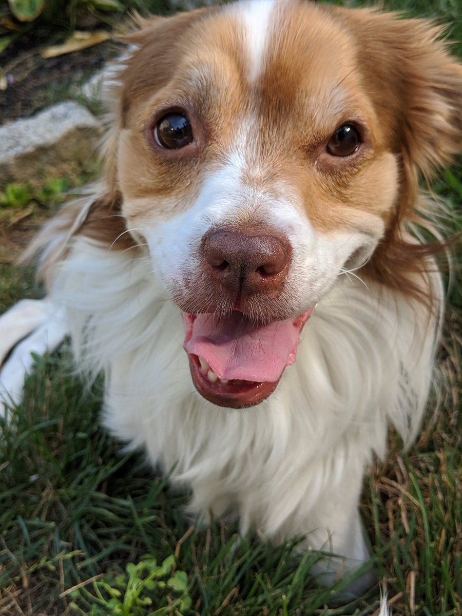 LlcAnimal's tweet photo. New crew members...let's welcome Loki, Iris, and Marley. 

#MakingPetsHappy 
#AnimalAdventures18 
#AnimalAdventuresCrew 
#WhenYouAreAwayWeWillPlay 
#dogwalker #petsitter #pack
#dogs #dogsofinstagram https://t.co/drcH5oLFiG