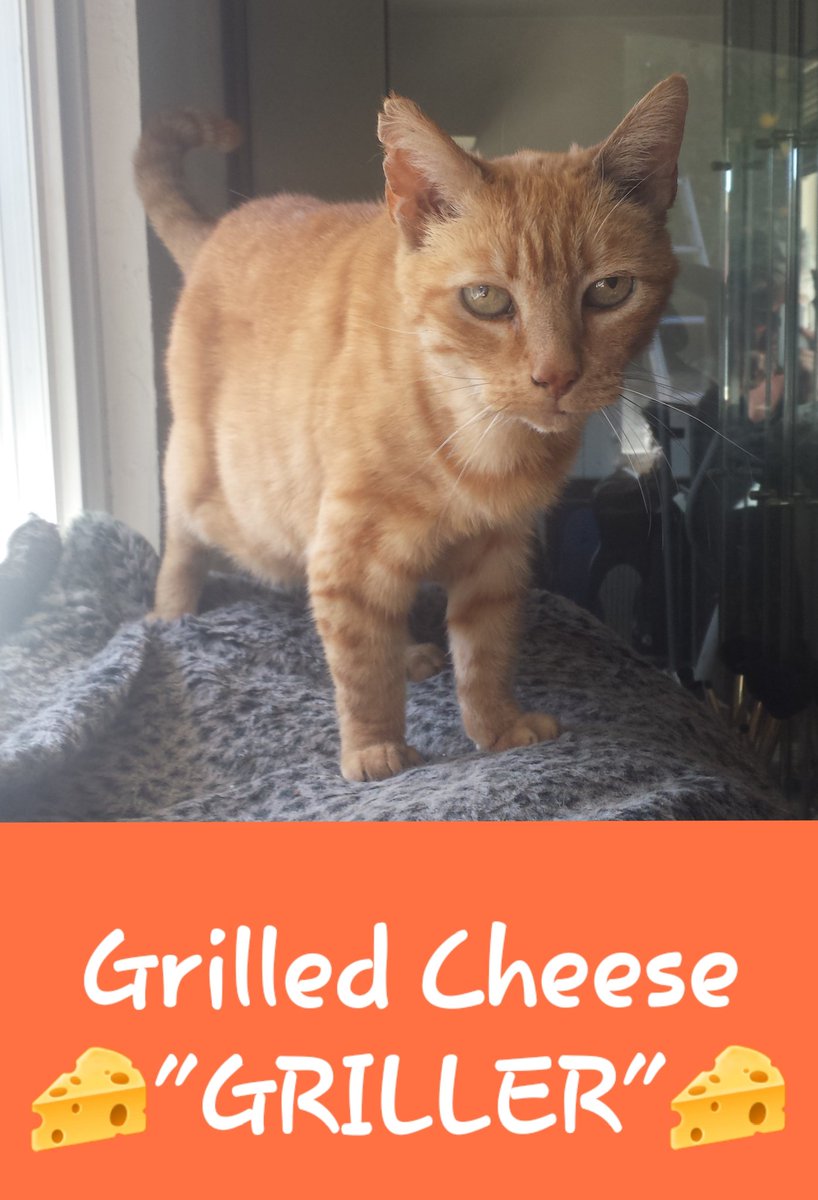 lovedogsandbeer's tweet photo. Help me out Twitter!
Put my 22 1/2 yr old girl down, "Grilled Cheese" aka "Griller" to sleep.
Can't stop crying.
# cat #princess #truelove 
Oh hell... #COVID19 #hashtag https://t.co/kZNHvleI4X