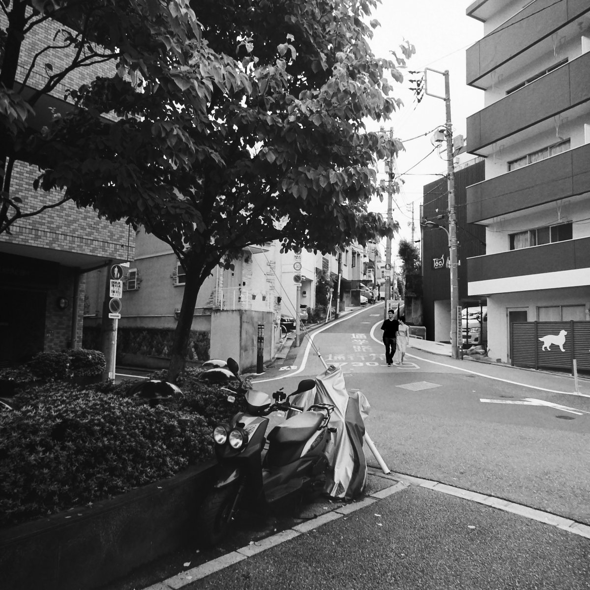 zucche's tweet photo. 富久町
#hasselbladswc #400tmax https://t.co/svfn5GAOgH