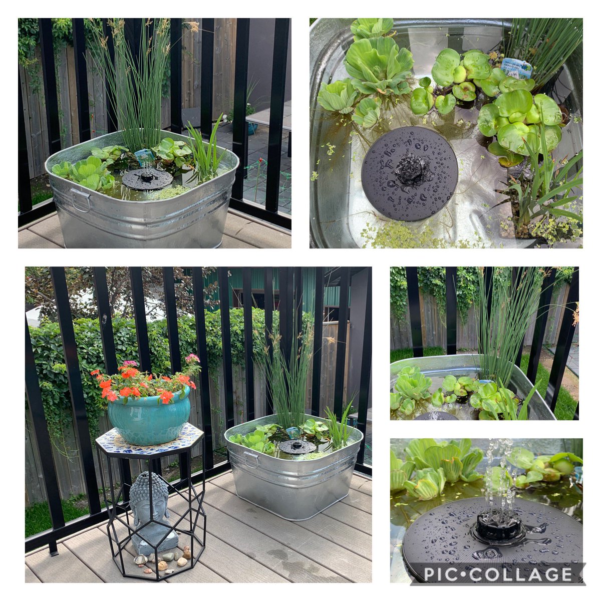 shanzbiz's tweet photo. Added a water feature to the backyard with a mini fountain ⛲️ Needed some zen. 💧🌿💧🌱 Super cute. #watergarden #minipond #waterplanets #zen #minifountain https://t.co/U2Uf7SE77D