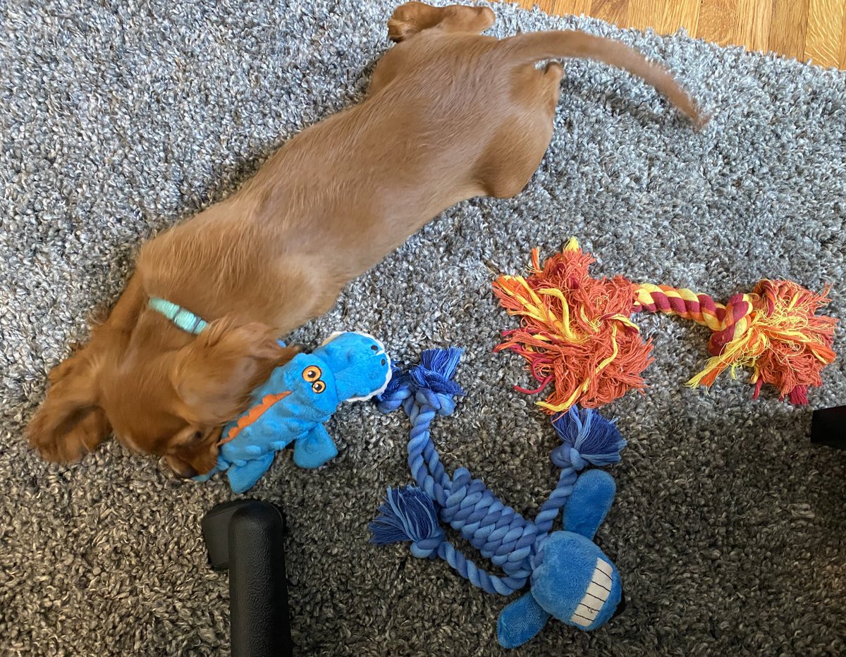 I got some new toys because I destroyed my old ones. Had to move up to the “durable” section 💕🐾