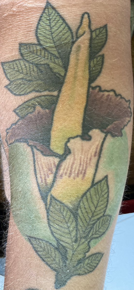 I’ve been invited back to Toronto Zoo to assist with my 4th Amorphophallus and pollination.   A year or so ago, I was the first person in the world to use cryogenically frozen pollen from <a href="/TheTorontoZoo/">The Toronto Zoo</a> to pollinate the bloom at <a href="/McMasterU/">McMaster University</a> #Horticulture #botany #plantlife