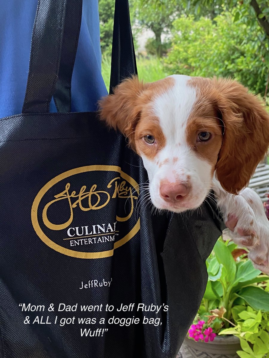 swimwithtracy's tweet photo. Other than for awesome, gourmet leftovers what else do we use a Jeff Ruby takeout bag? We use it for a "Doggie Bag" for Darley, our 11-week old Brittany Spaniel! #JeffRubyBag https://t.co/HymUi2MEQm