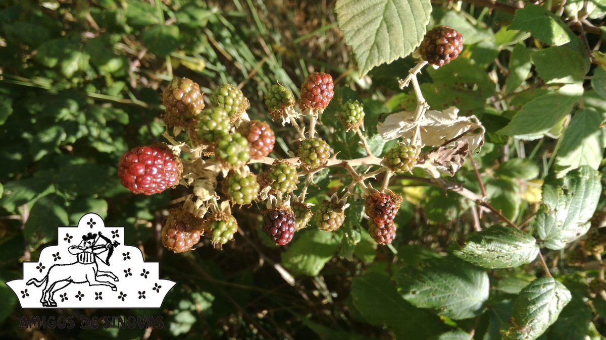 AmigosDeSinovas's tweet photo. Frutos silvestres, como la #mora o la #endrina, todavía están inmaduros.
#Sinovas #ArandaDeDuero #RiberaDelDuero #Burgos #CastillaYLeón #EspañaVaciada #EspírituRibera #MomentazoRibera #ArandaMeGusta #BurgosRural #PueblosDeBurgos #CyLEsVida #Agricultura #PacharánRD #Pacharán #CyL https://t.co/VoxihGNlob