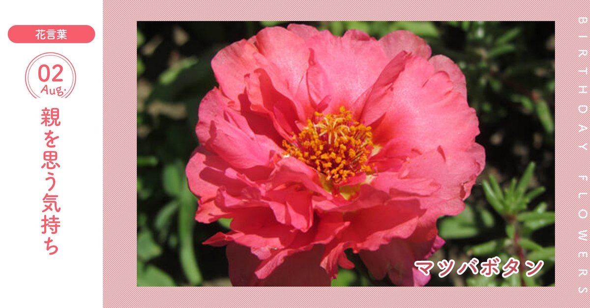 花キューピット I879 Com 公式 8月2日の誕生花 マツバボタンー お誕生日おめでとう 花言葉 は 親を思う気持ち 日照りにも強いので 日照り草と呼ばれることもあります あなたはこんな人 行動力があるタイプ 同じ誕生日の有名人 友近