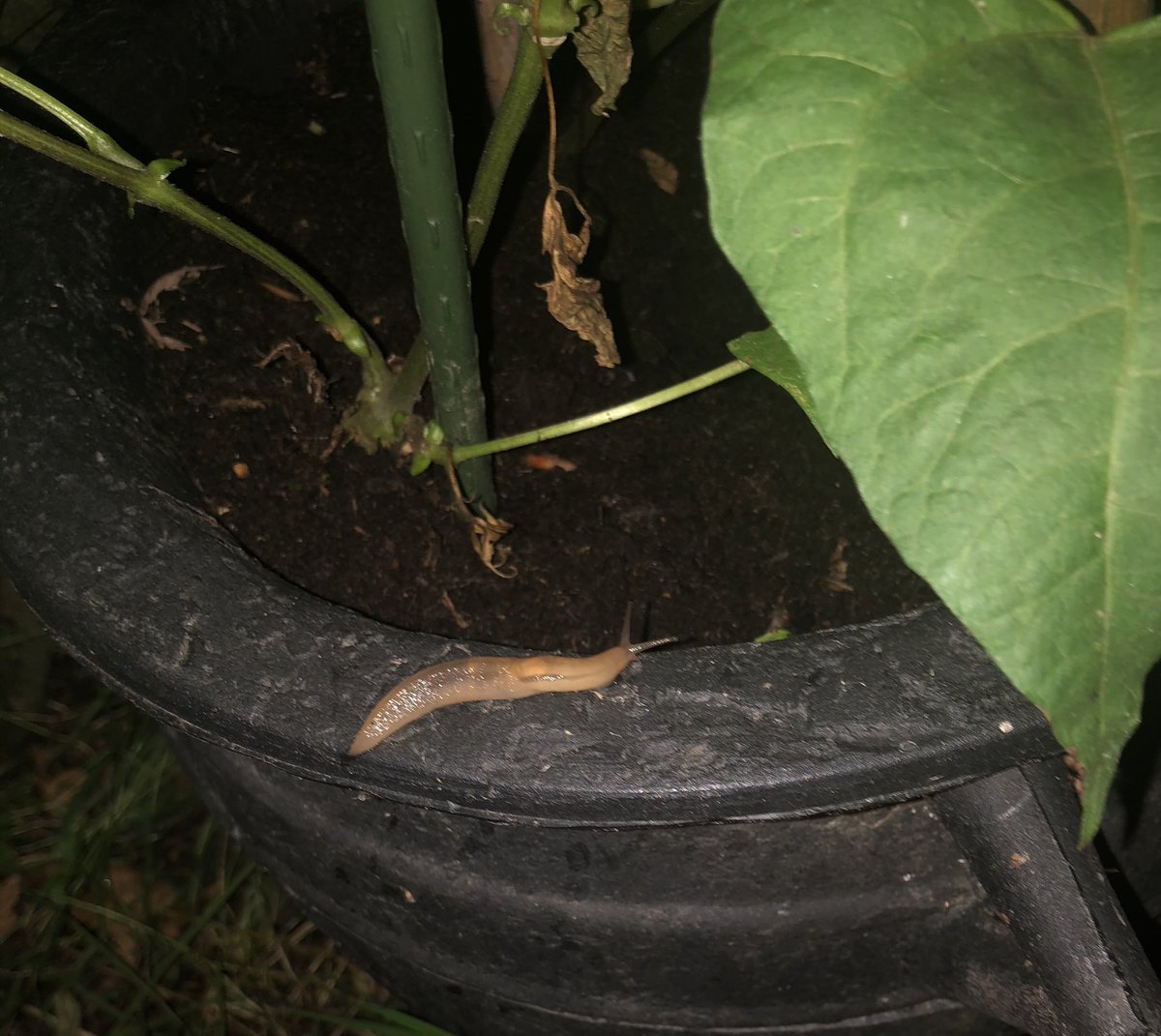 Lettiemccarthy's tweet image. #joysofgardening #hungryslugs #GardenersWorld