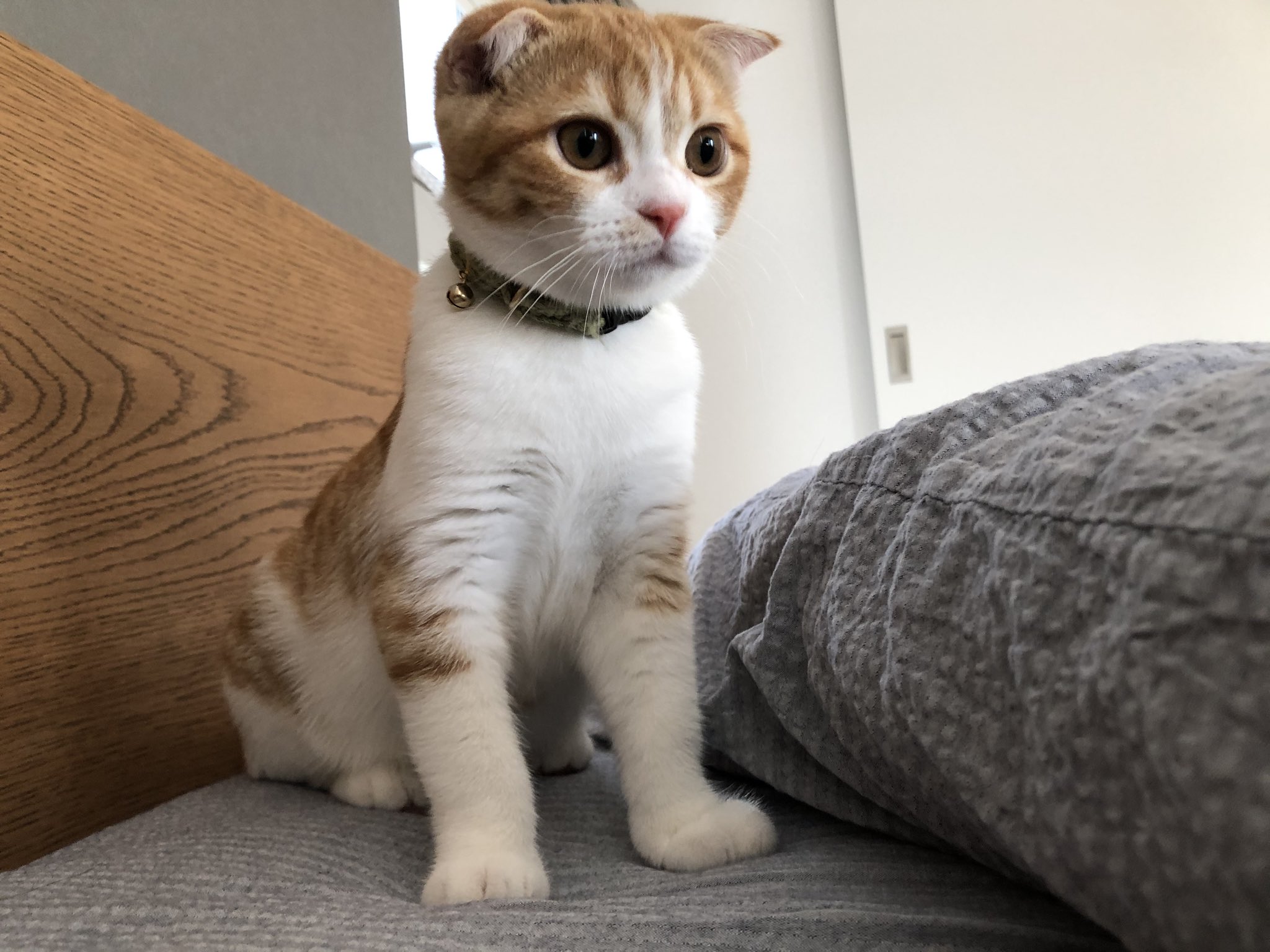 きなこのおうち おはよ きなこ大人っぽくなってきたね 猫好きさんと繋がりたい スコティッシュフォールド 子猫 猫のいる暮らし 猫部 猫のいる生活 T Co 32vd6tijka Twitter