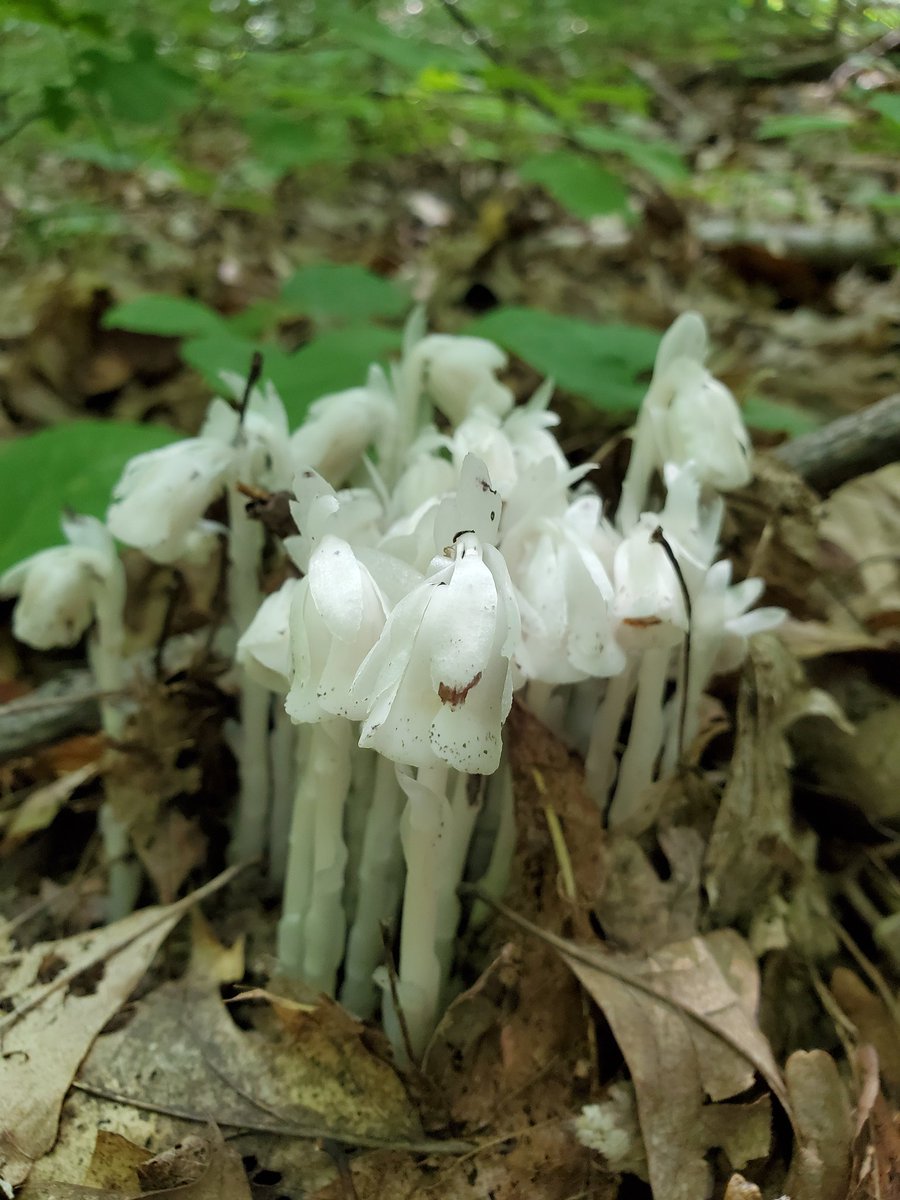 My favorite plant, the Indian ghost pipes. Monotropa uniflora, with no chlorophyll, gets its goodies from the roots of other plants. I still haven't figured out what to do on twitter.