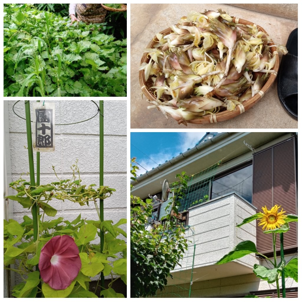 dan10roo's tweet photo. 梅雨が明けました。やっとの庭の茗荷を収穫。放置し過ぎて、笊から溢れんばかりに採れました。紫蘇も虫食いもなく、元気に茂ってます。ひまわりロシアも咲き始めました。朝顔はグリーンカーテン４、青竹格子１、行灯２、釣り鉢２、壁垂らし１の総てで花がつき、我が家の朝顔屋敷化計画も順調です。 https://t.co/bfFguUmNaZ