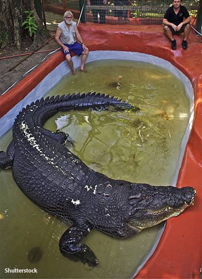 Since Lolong's death in 2013, the record for largest crocodile in captivity now falls to Cassius the Saltwater crocodile from Australia which measures 5.48 meters long.
