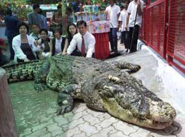 But wait.. could there be more? Yai is a Saltwater-Siamese crocodile hybrid from Thailand and although reports of his size seem to vary from 5.5 m to 6 m, Adam Britton seems to agree that he is "no doubt larger than Cassius."